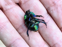 Sericotrupes niger