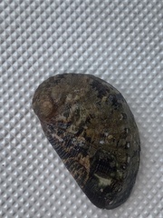 Haliotis tuberculata