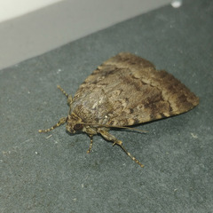 Amphipyra pyramidea