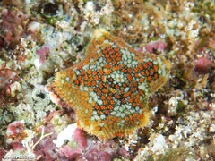Asterina martinbarriosi