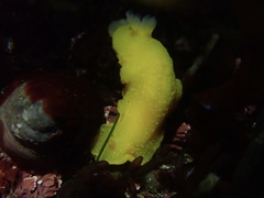 Doriopsilla fulva