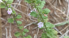 Clinopodium menthifolium ascendens
