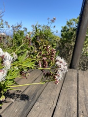 Aristeguietia salvia