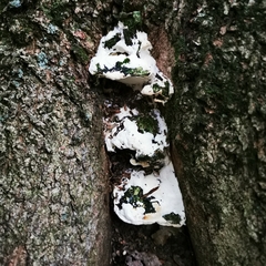 Rigidoporus populinus