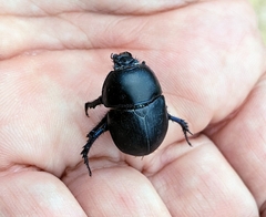 Sericotrupes niger