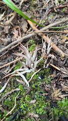Clavaria