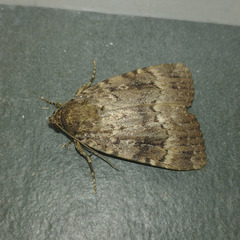Amphipyra pyramidea