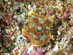 Asterina martinbarriosi