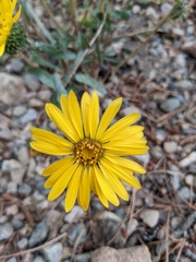 Grindelia hirsutula