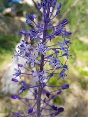 Scilla hyacinthoides