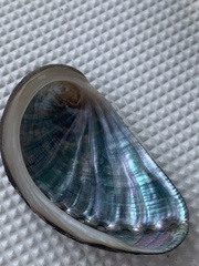 Haliotis tuberculata