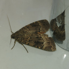 Amphipyra pyramidea