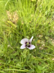 Papaver somniferum