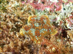 Asterina martinbarriosi