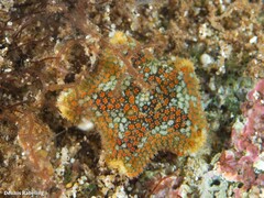 Asterina martinbarriosi