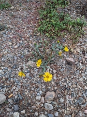 Grindelia hirsutula