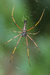 Nephila kuhli