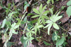 Galium triflorum