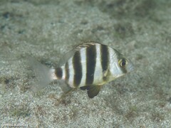 Diplodus cervinus