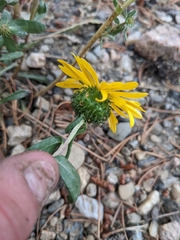 Grindelia hirsutula