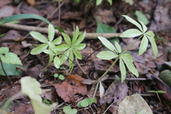 Galium triflorum
