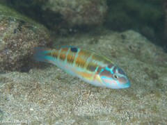 Thalassoma pavo