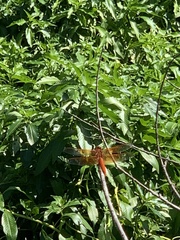 Libellula
