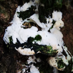 Rigidoporus populinus