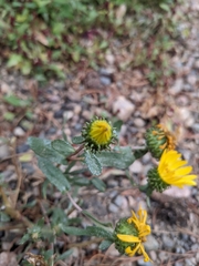 Grindelia hirsutula