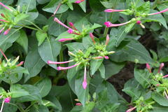Mirabilis jalapa