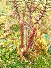 Phlegmariurus crassus