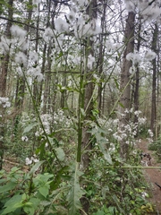 Erechtites hieraciifolius