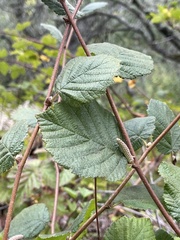Corylus cornuta