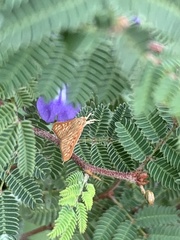 Antigastra catalaunalis