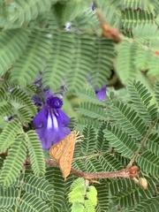 Antigastra catalaunalis
