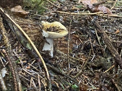 Russula claroflava