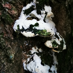 Rigidoporus populinus