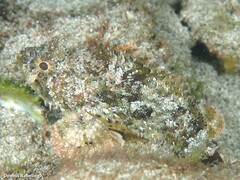 Scorpaena porcus