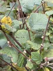 Corylus cornuta
