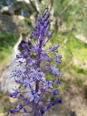 Scilla hyacinthoides