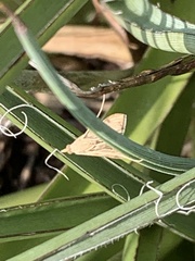 Antigastra catalaunalis