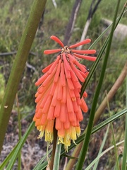 Kniphofia uvaria