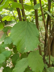 Corylus cornuta