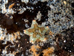 Asterina martinbarriosi