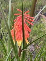 Kniphofia uvaria