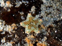Asterina martinbarriosi