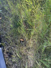 Leccinum aurantiacum
