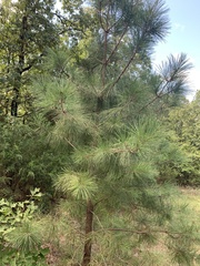Pinus