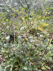 Corylus cornuta