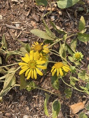 Helianthus californicus